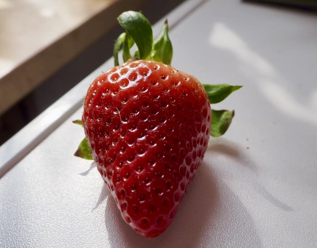 Erdbeere